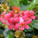 escallonia_macrantha_flowers_29-08-04
