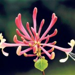 honeysuckle_2956944c