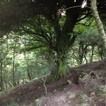 woods