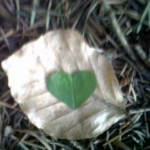 heart leaf