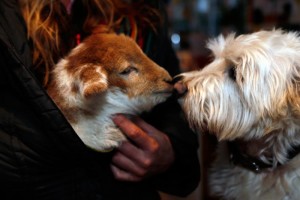 Yogi and lamb kissing