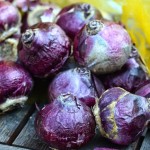 Hyacinth-Bulbs