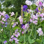 RHS_WSYD0003866_590944