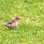 bird-on-lawn