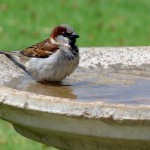 birdbath
