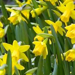 daffs