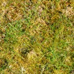 lawn-moss