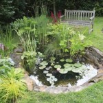 pond