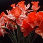 red_daffodils