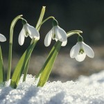 snowdrops