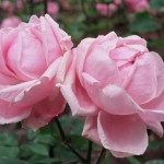 t-roses