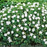 Geranium sanguineum
