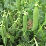 alderman peas