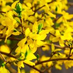 forsythia