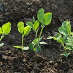 pea seedlings