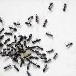 Ants