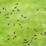 bee swarm