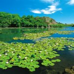 Bosherston Lily Ponds