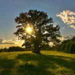 Tree of the year