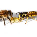 bee_wasp
