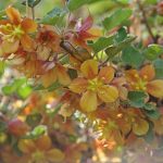 Fremontodendron