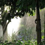 Garden Rain