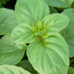 mint_basil