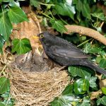 nesting_birds