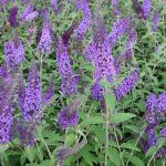 Buddleia davidii