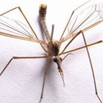 daddy-long-legs