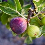figs