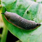 slug
