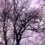 trees