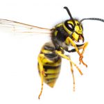 wasp