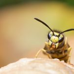 German Wasp