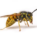 wasp