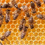 beehive