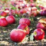 apples