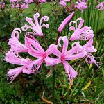 nerine-bowdenii