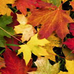 Autumn Leaves