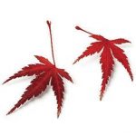 acer_leaves