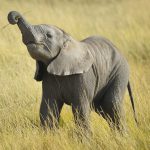 baby_elephant