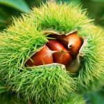 sweet chestnuts