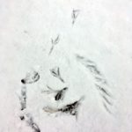 snow_tracks_1