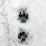 snow_tracks_2