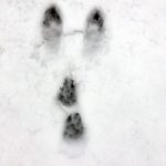 snow_tracks_3