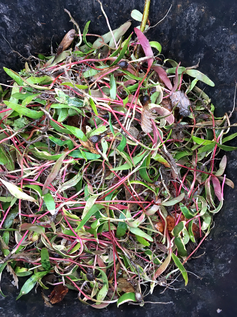 Mengus Tree Open Gardens, Hidden Jewel & Tree-mendous Trees and Plants – Lynne Allbutt