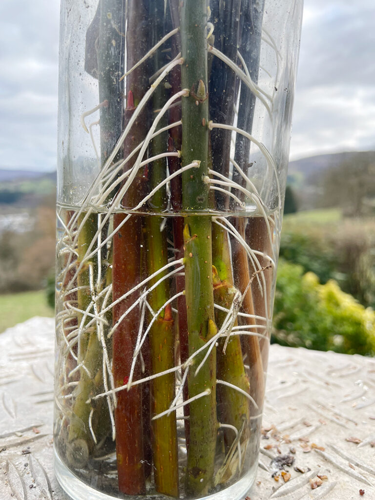 Nest Building, Tidy Gardening, Let There Be Light, Rhubarbeque Recipe ...